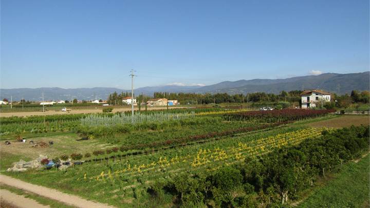 Ferruccia - Terreno agricolo 12.000 mq